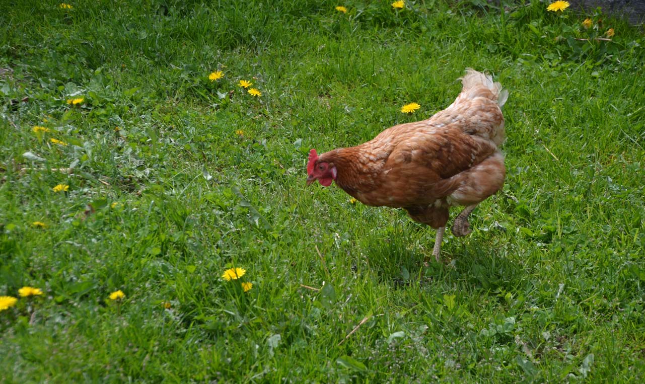 Bio Nock Hendl vom Ottingerhof